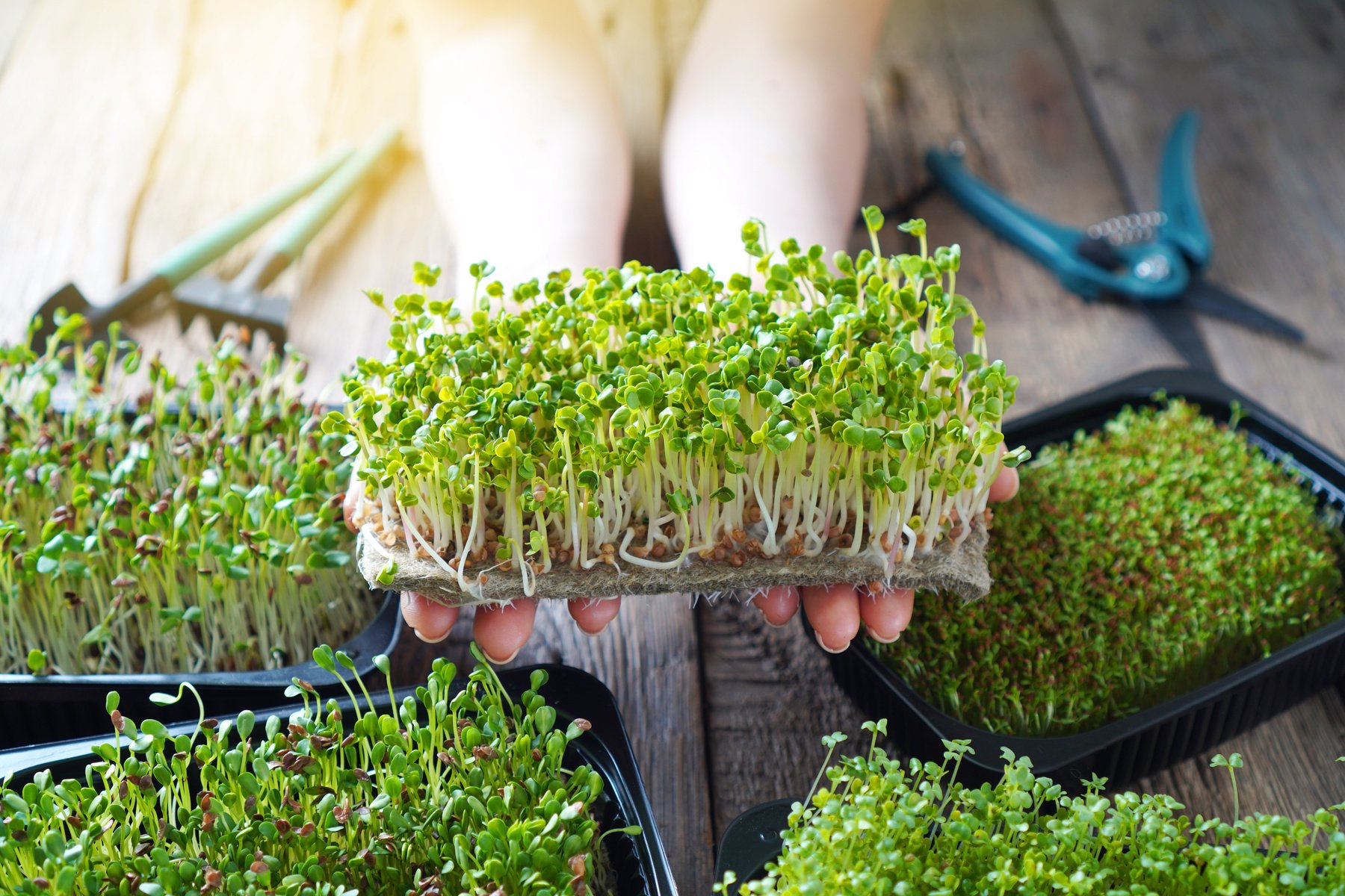 Microgreens growing background with microgreen sprouts in female hands